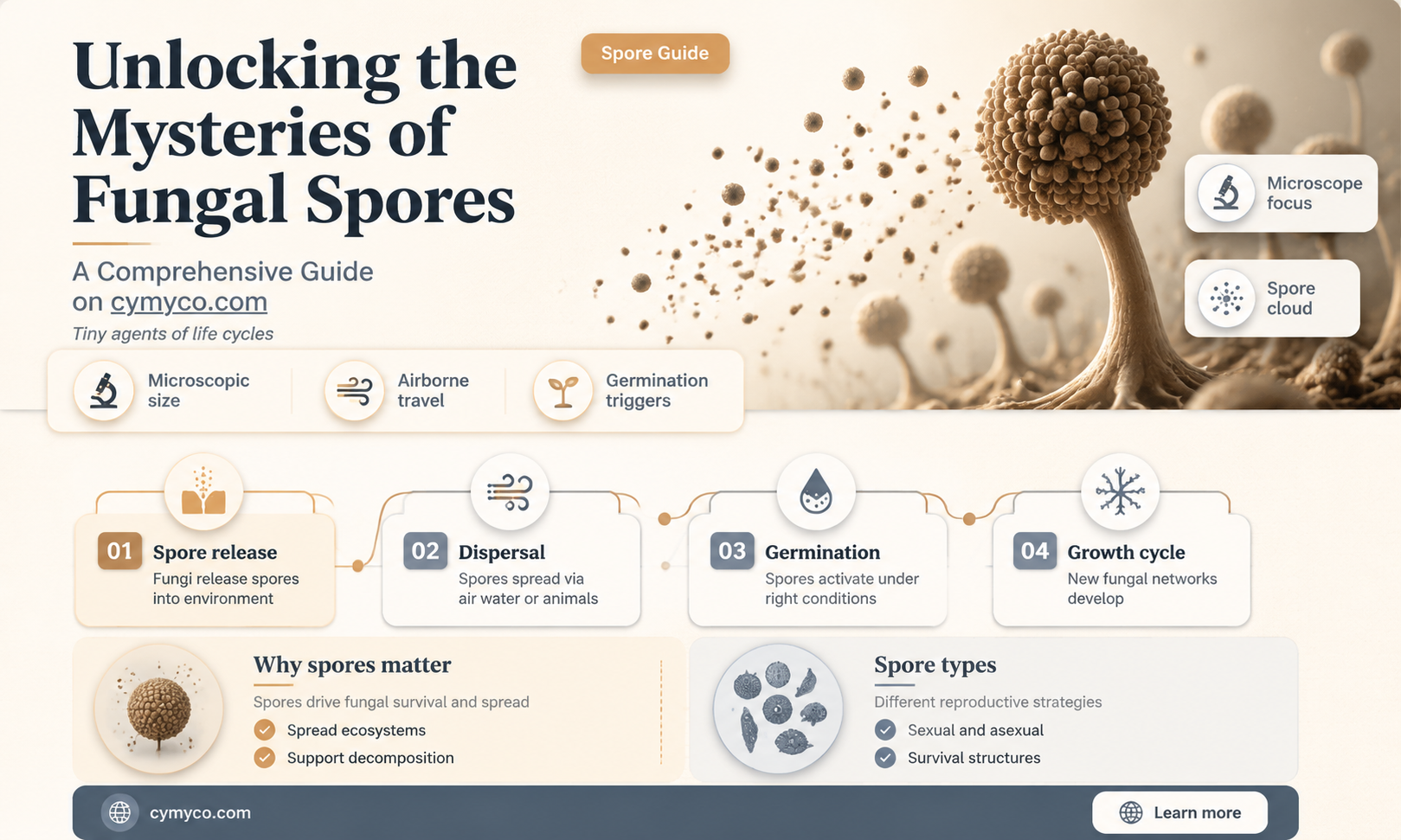 what are fungal spores