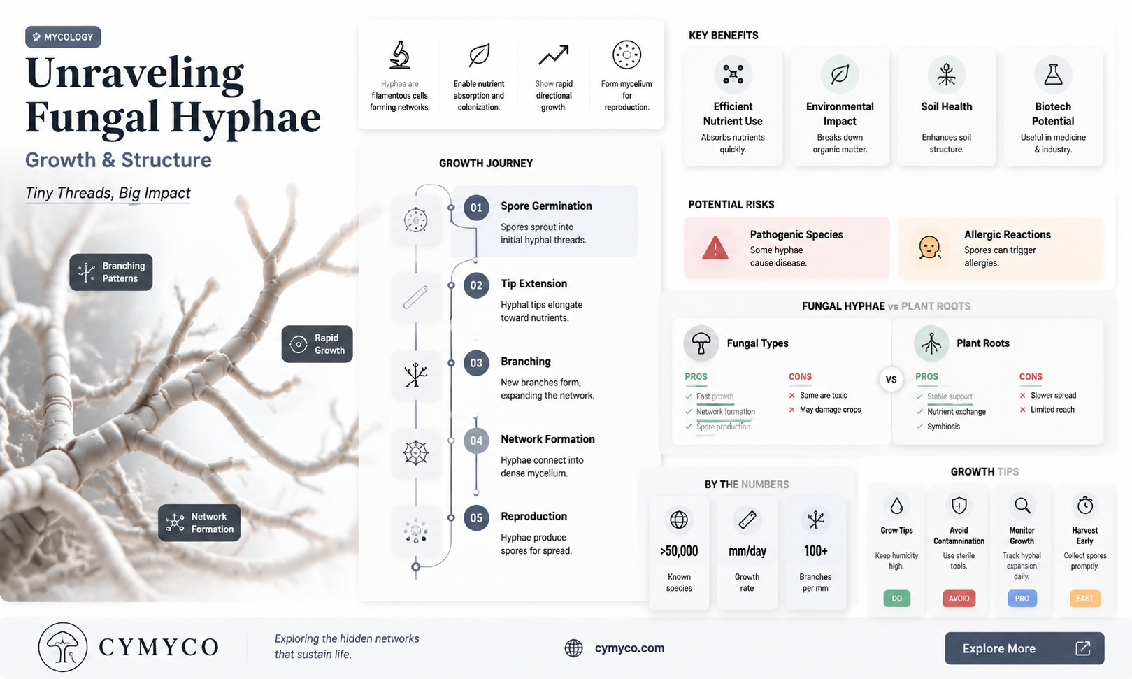 how do fungal hyphae grow