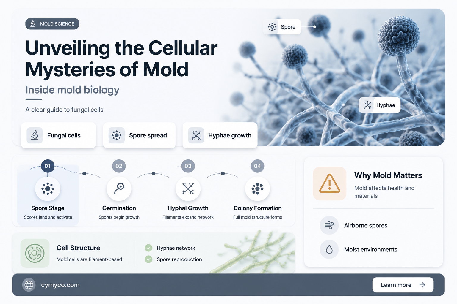 is mold unicellular or multicellular