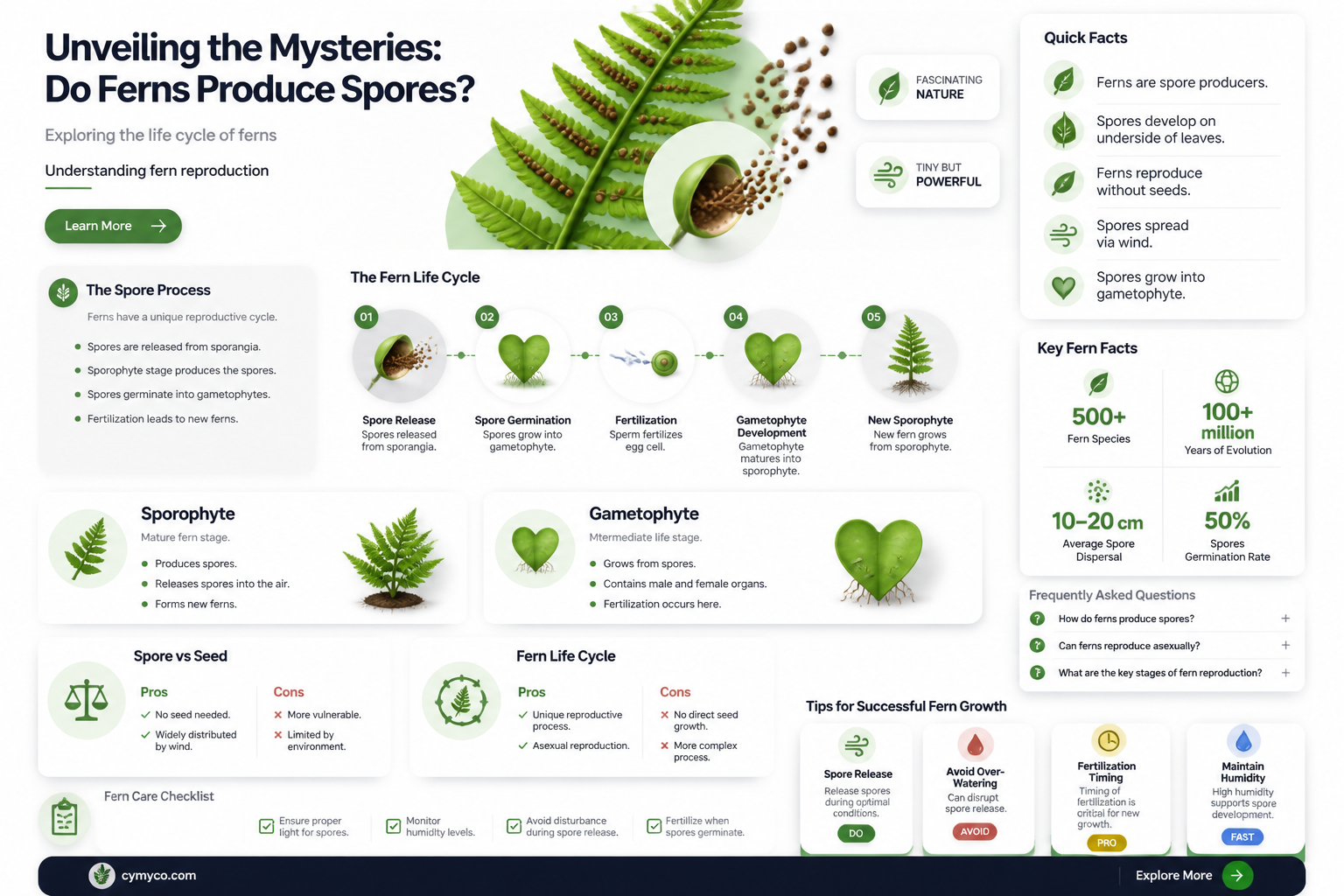 do ferns produce spores