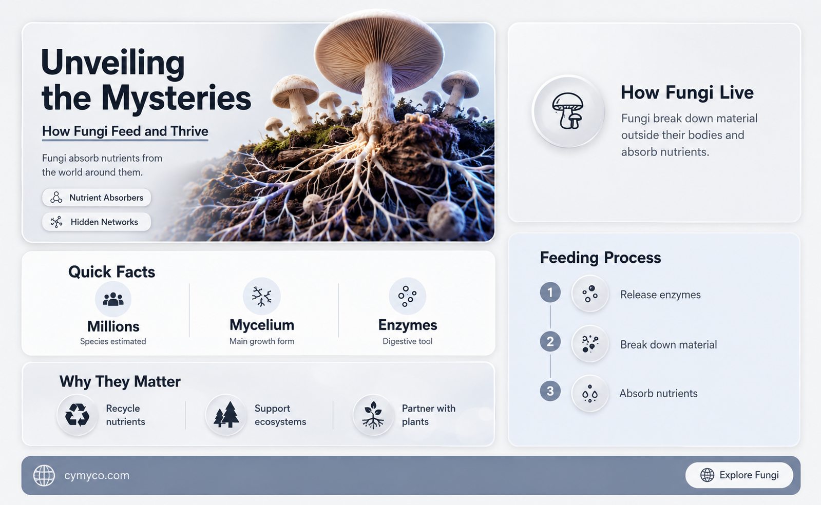 how does fungus feed