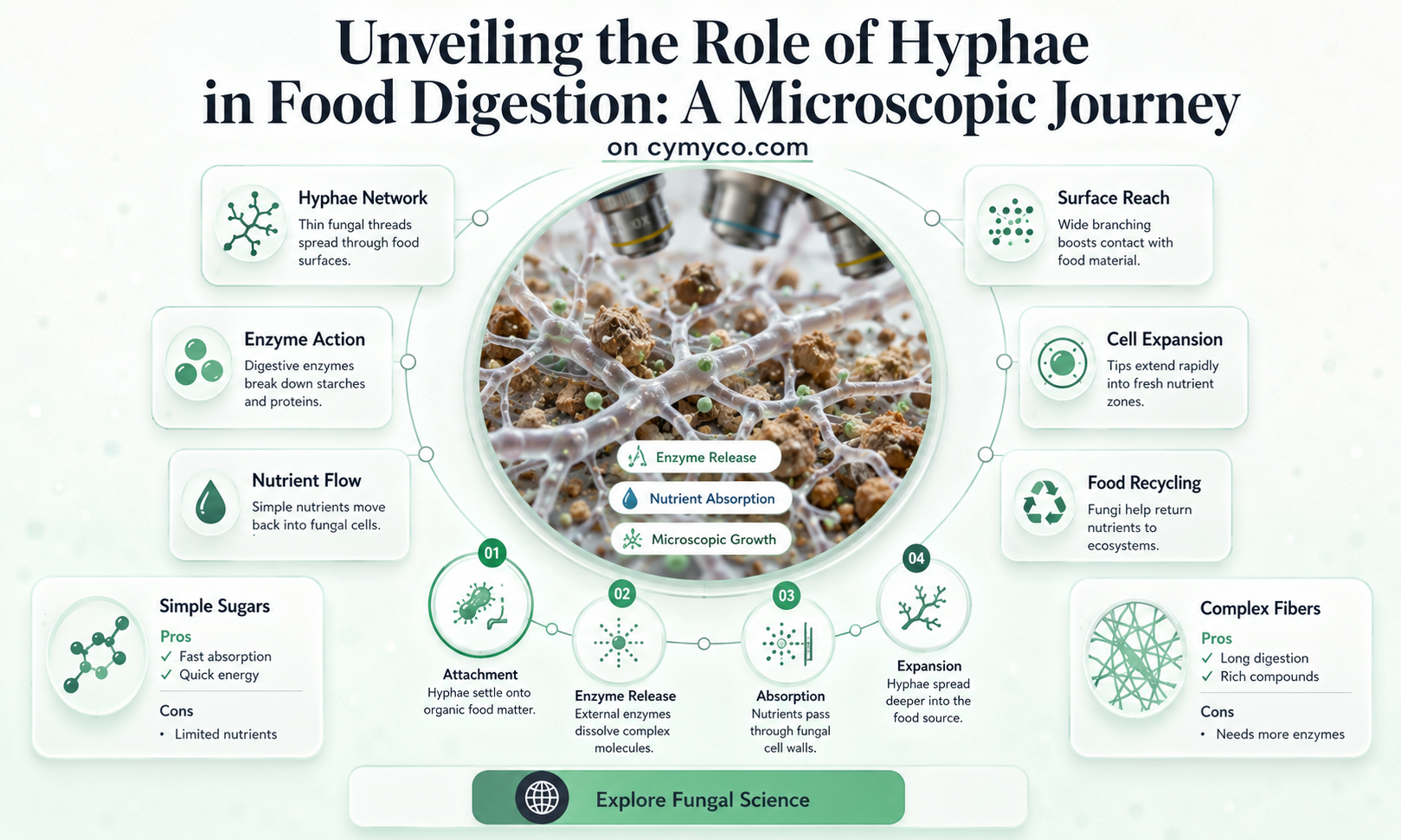 how does the hyphae help digest food