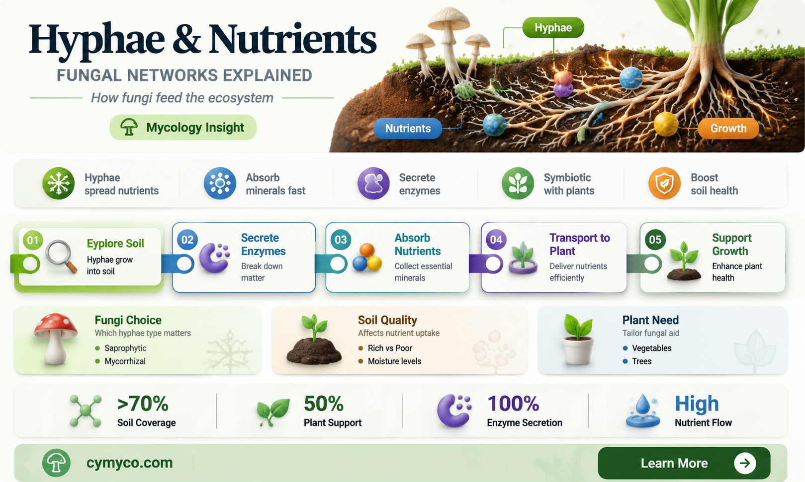 how are hyphae involved in obtaining nutrients