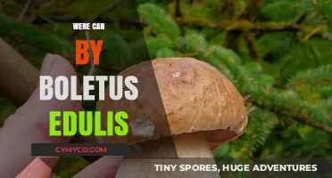Exploring the Culinary Delights of Boletus Edulis: A Gourmet's Guide