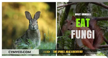 Exploring the Mycological Menu: Animals That Feast on Fungi