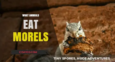 Exploring the Forest Floor: Which Animals Crave Morels?