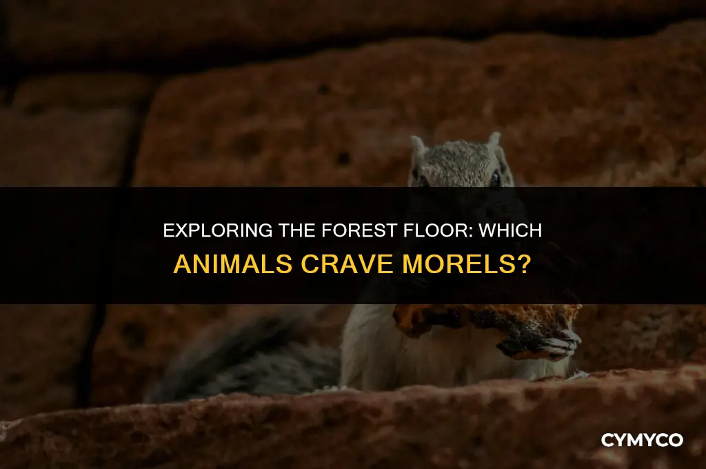 what animals eat morels