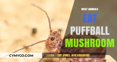 Exploring the Unique Diet: Which Animals Feast on Puffball Mushrooms?