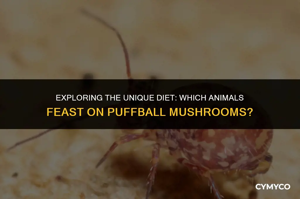 what animals eat puffball mushrooms