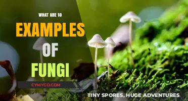 Exploring the Fascinating World of Fungi: 10 Remarkable Examples