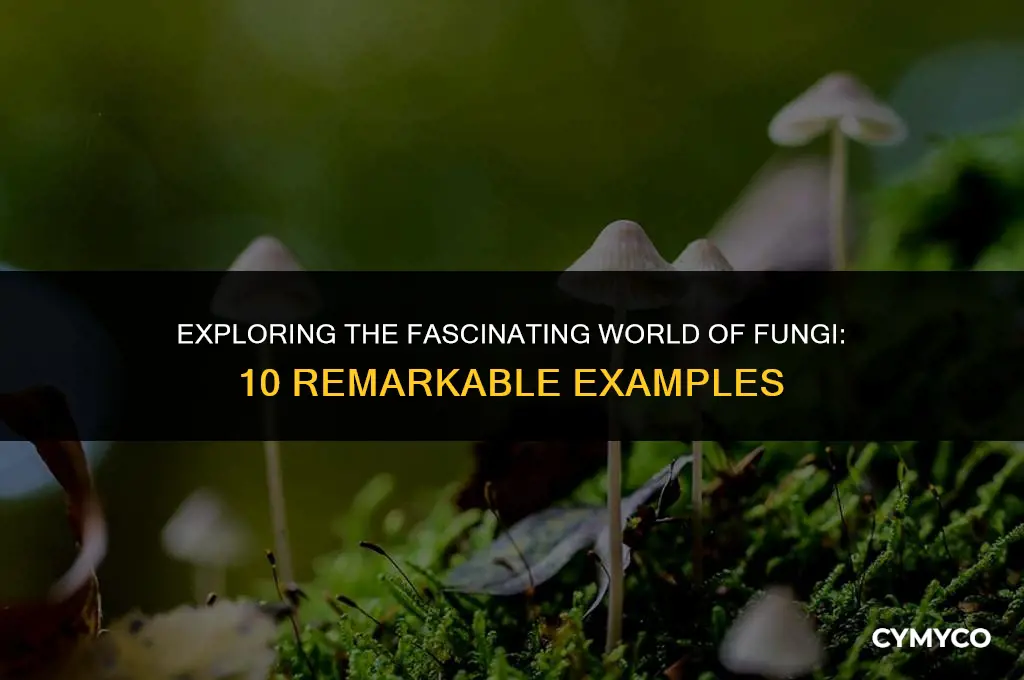 what are 10 examples of fungi