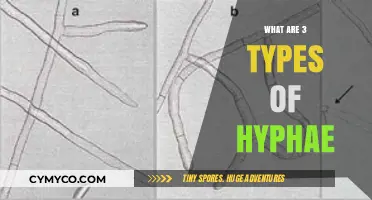 Exploring the Fascinating World of Hyphae: A Guide to Three Types