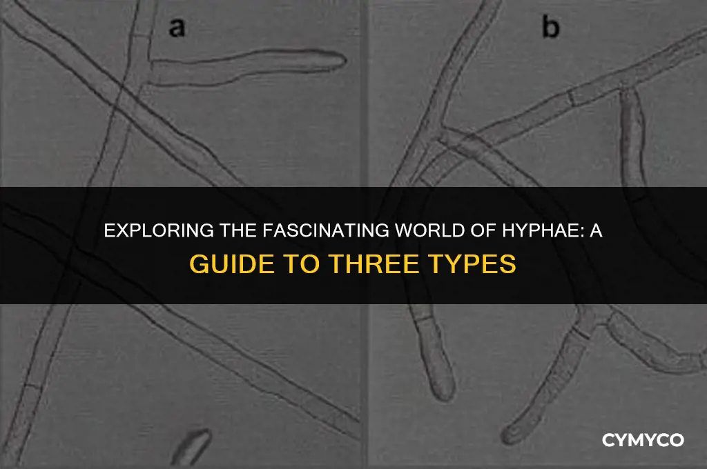 what are 3 types of hyphae