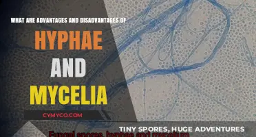 Exploring the Pros and Cons of Hyphae and Mycelia Structures
