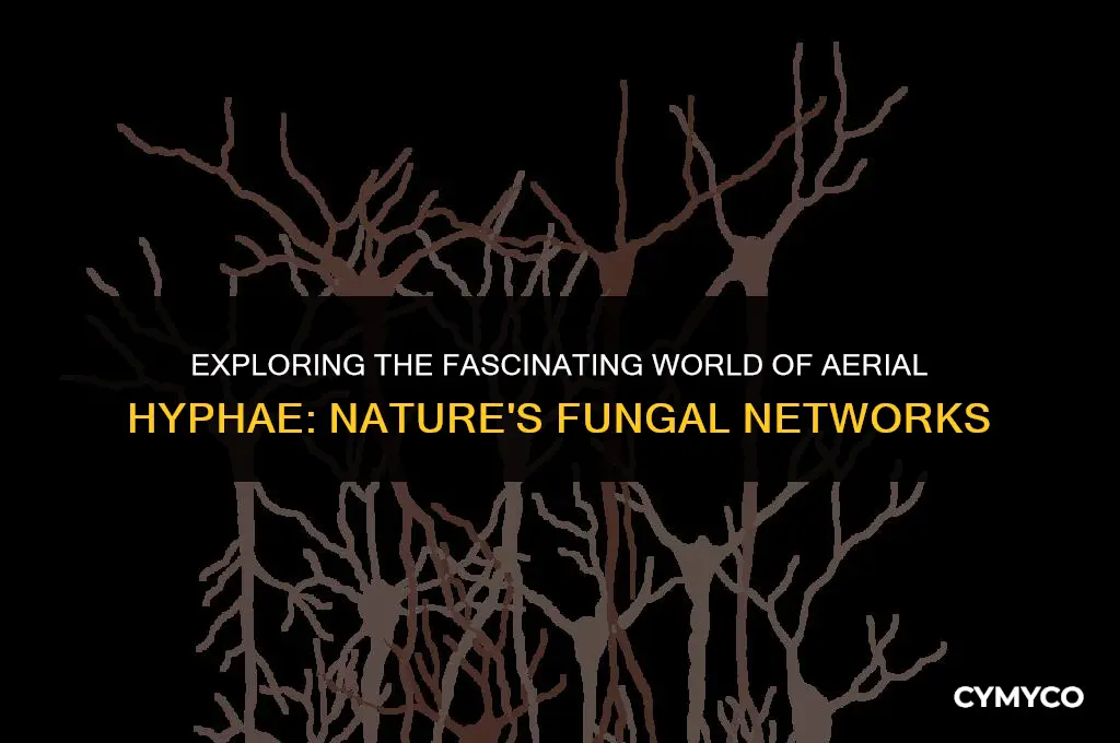 what are aerial hyphae that connect groups of hyphae together