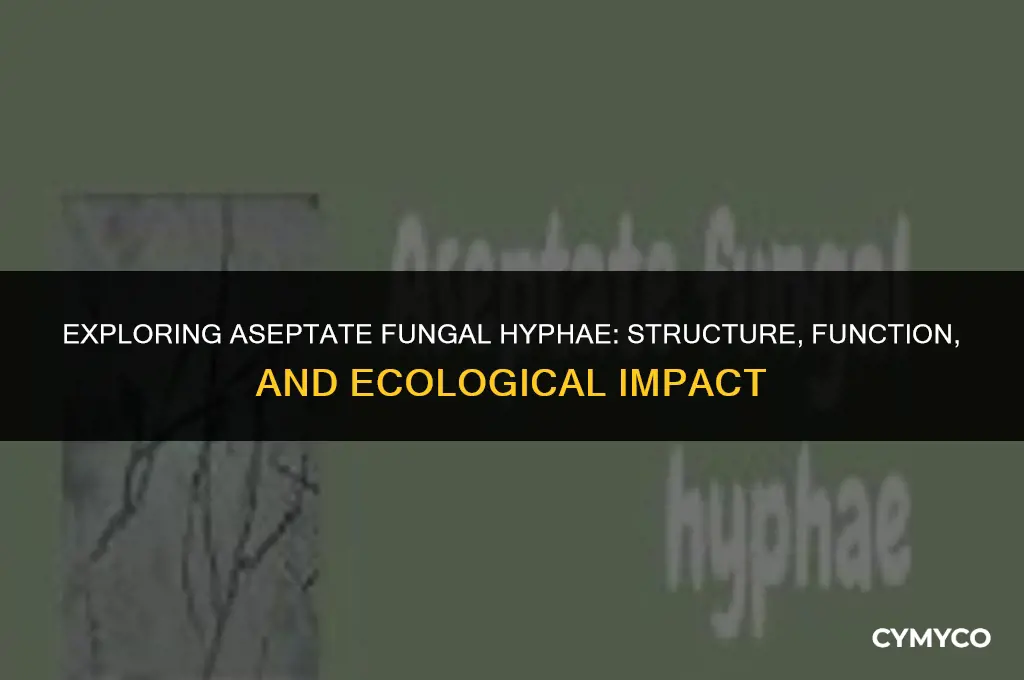 what are aseptate fungal hyphae