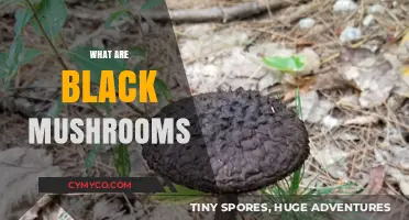 Exploring the Mystery of Black Mushrooms: Types, Uses, and Benefits