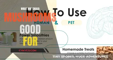 Unlocking Nature's Powerhouse: The Surprising Benefits of Chaga Mushrooms