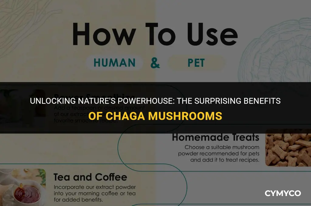 what are chaga mushrooms good for