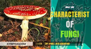 Exploring Fungi: Key Traits, Structures, and Ecological Roles Revealed