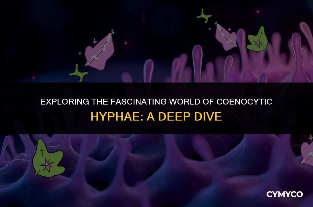 what are coenocytic hyphae