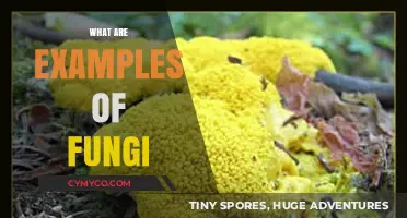 Exploring Diverse Fungi Examples: From Mushrooms to Molds and Beyond