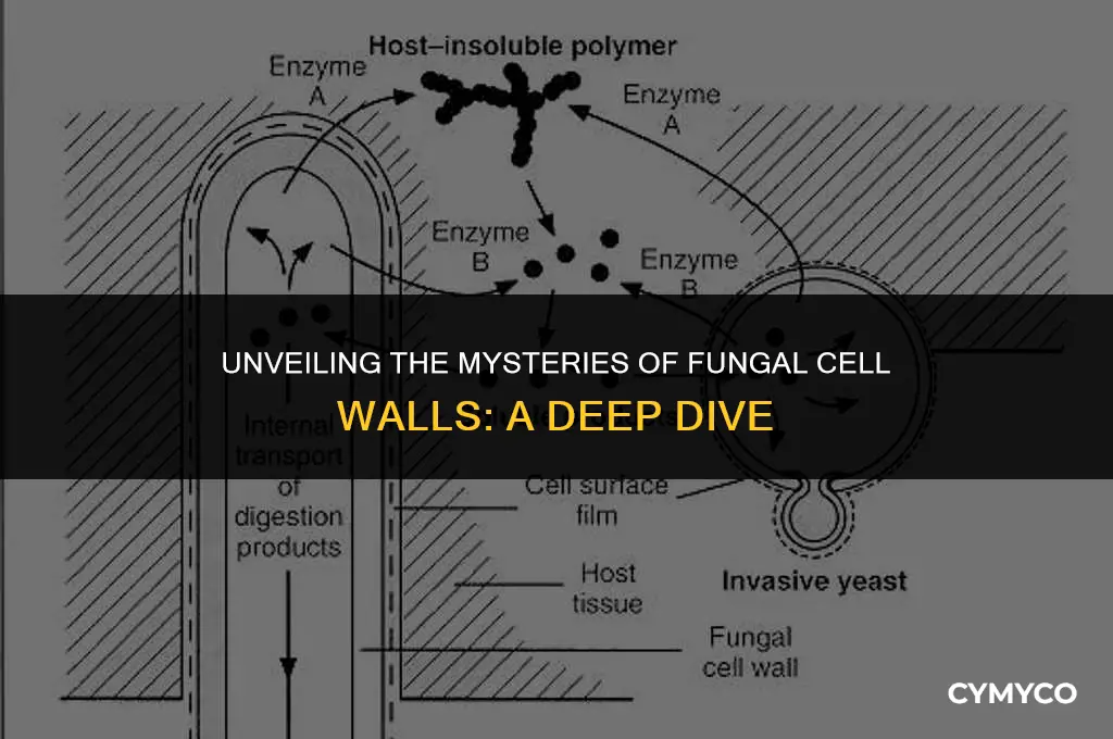 what are fungal cell walls made of