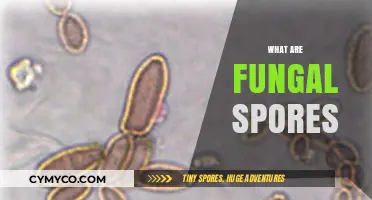 Unlocking the Mysteries of Fungal Spores: A Comprehensive Guide