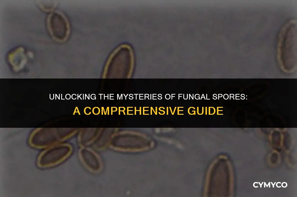 what are fungal spores
