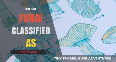 Exploring the Fascinating World of Fungi: Classification and Beyond