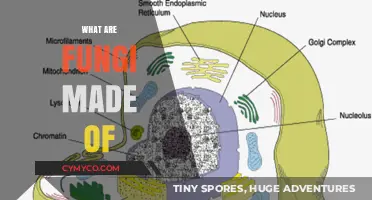 Unveiling Fungi's Composition: Exploring Their Unique Cellular Structure