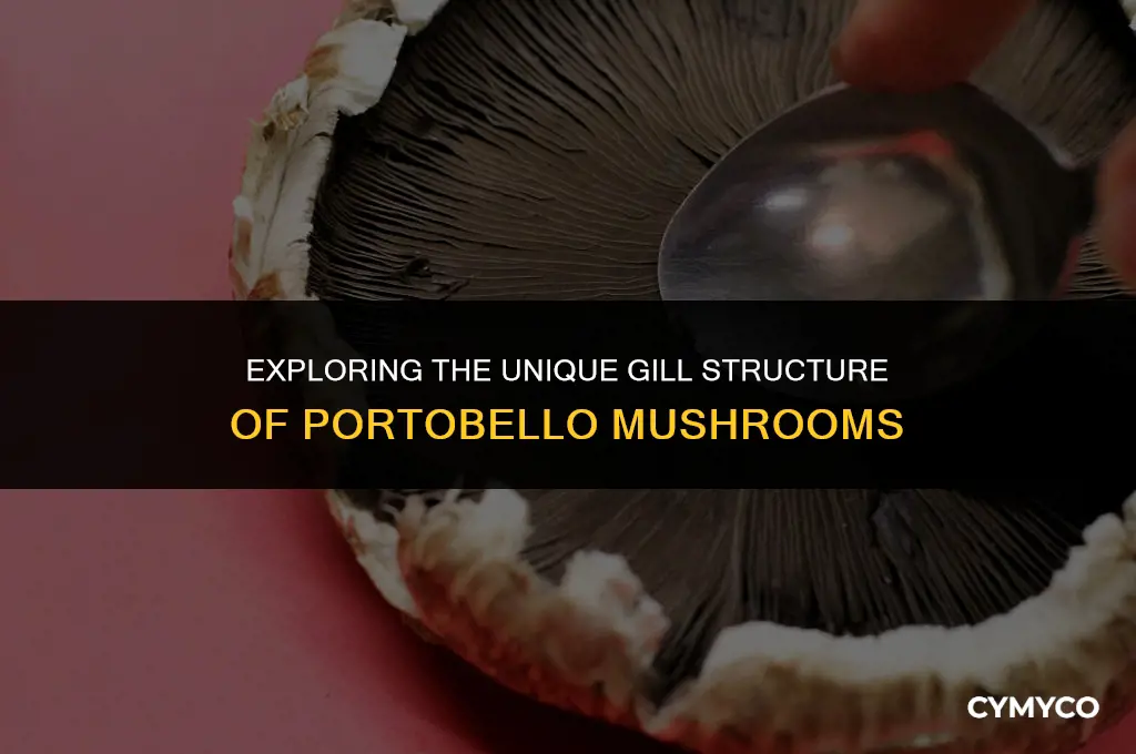 what are gills on a portobello mushroom