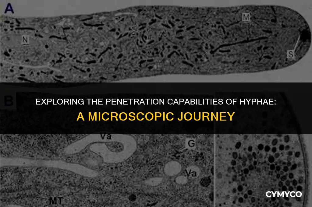 what are hyphae able to penetrate
