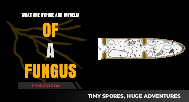 Exploring the Hidden Network: Hyphae and Mycelia of Fungi