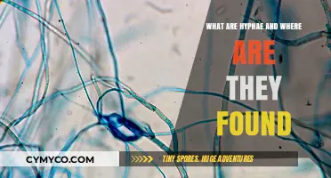 Exploring the Microscopic World of Hyphae: Their Presence and Impact