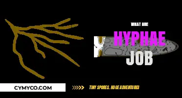 Exploring the Fascinating World of Hyphae: Nature's Tiny Architects