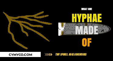 Exploring the Microscopic World: What Are Hyphae Made Of?