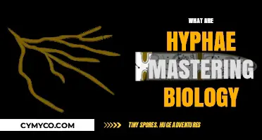 Exploring the Intricate World of Hyphae in Mastering Biology