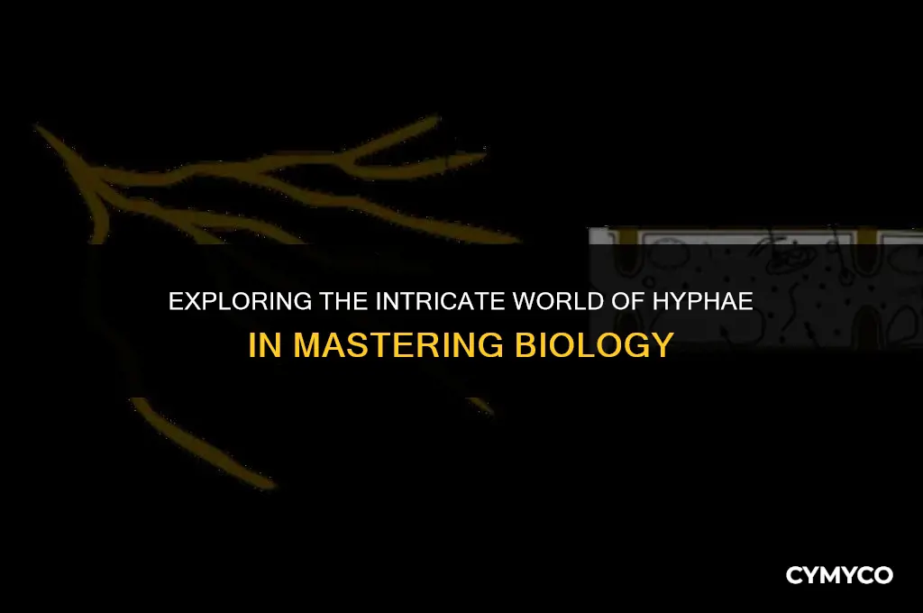 what are hyphae mastering biology