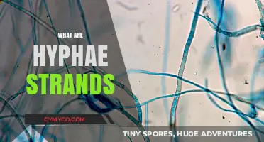 Exploring the Intricate World of Hyphae Strands: A Deep Dive