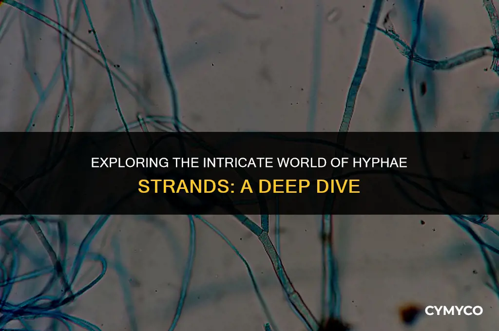 what are hyphae strands