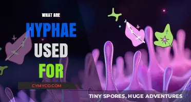 Exploring the Fascinating Functions of Hyphae in Nature