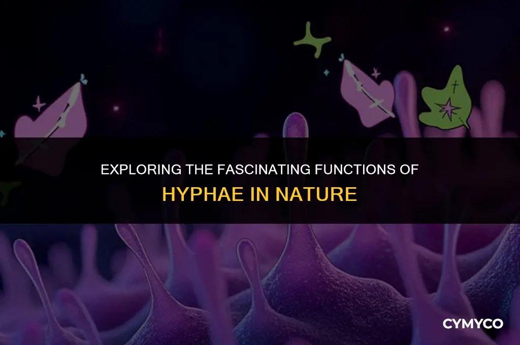what are hyphae used for