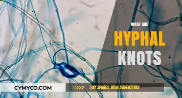 Understanding Hyphal Knots: Structure, Function, and Ecological Significance Explained