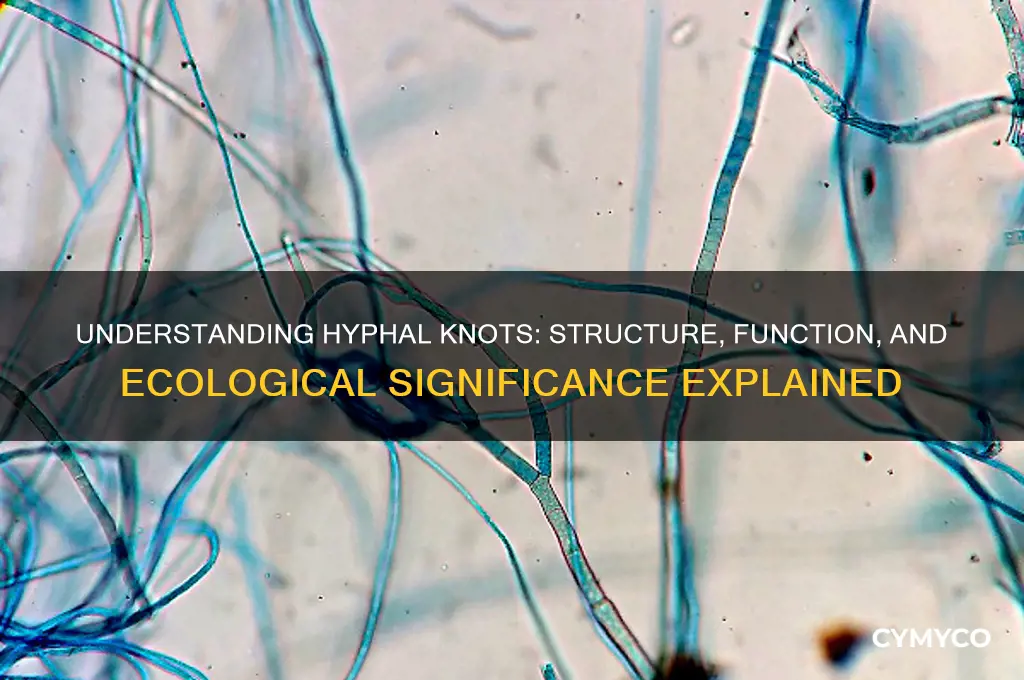 what are hyphal knots