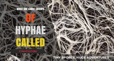 Exploring the Fascinating World of Fungal Colonies: What Are Large Groups of Hyphae Called?
