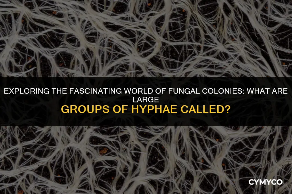 what are large groups of hyphae called