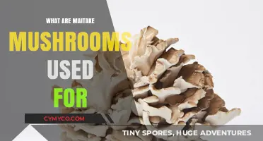 Exploring the Culinary and Medicinal Uses of Maitake Mushrooms