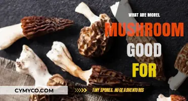 Exploring the Health Benefits of Morel Mushrooms: A Nutritional Guide