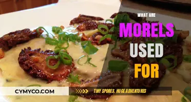 Exploring the Culinary and Medicinal Uses of Morels